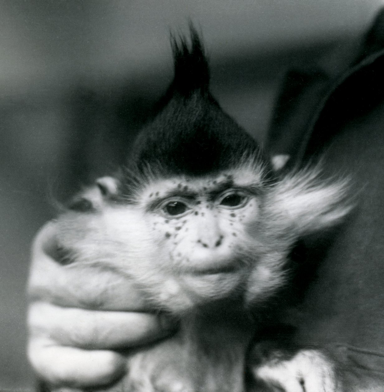 Un guardiano tiene Freckles, un Mangabey Crestato Nero o del Congo, Zoo di Londra, 1924 da Frederick William Bond