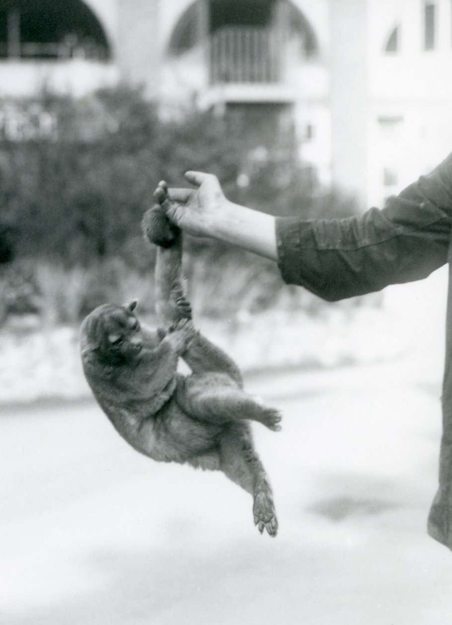 Un kinkajou sospeso dal dito di un custode per la sua coda prensile, Zoo di Londra, settembre 1925 da Frederick William Bond