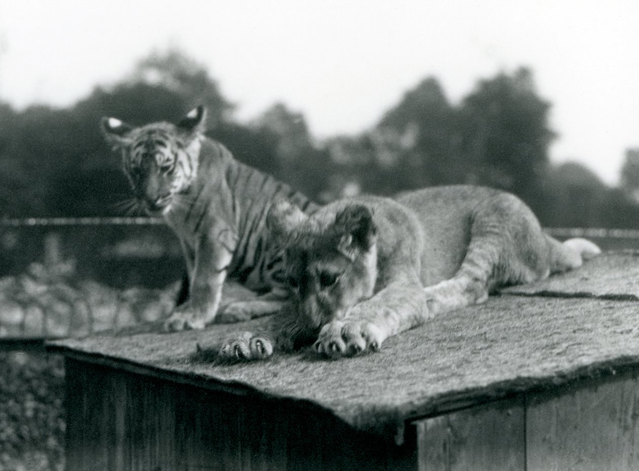 Un cucciolo di leone e un cucciolo di tigre seduti insieme sul tetto della loro tana, Zoo di Londra, settembre 1925 da Frederick William Bond