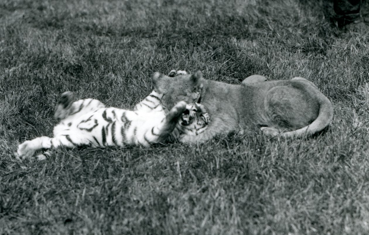 Un cucciolo di leone e una tigre lottano sull