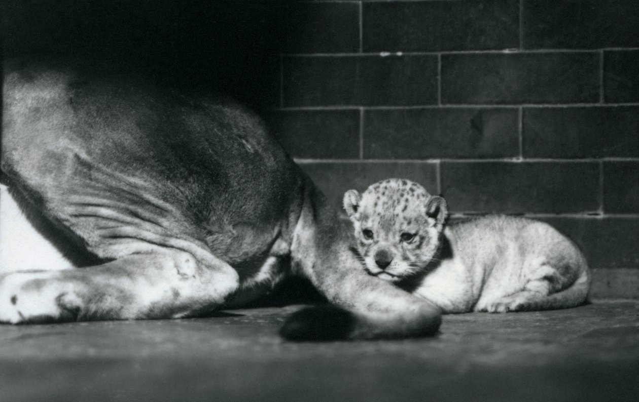 Un cucciolo di leone si sdraia dietro la coda della madre, Zoo di Londra, ottobre 1925 da Frederick William Bond