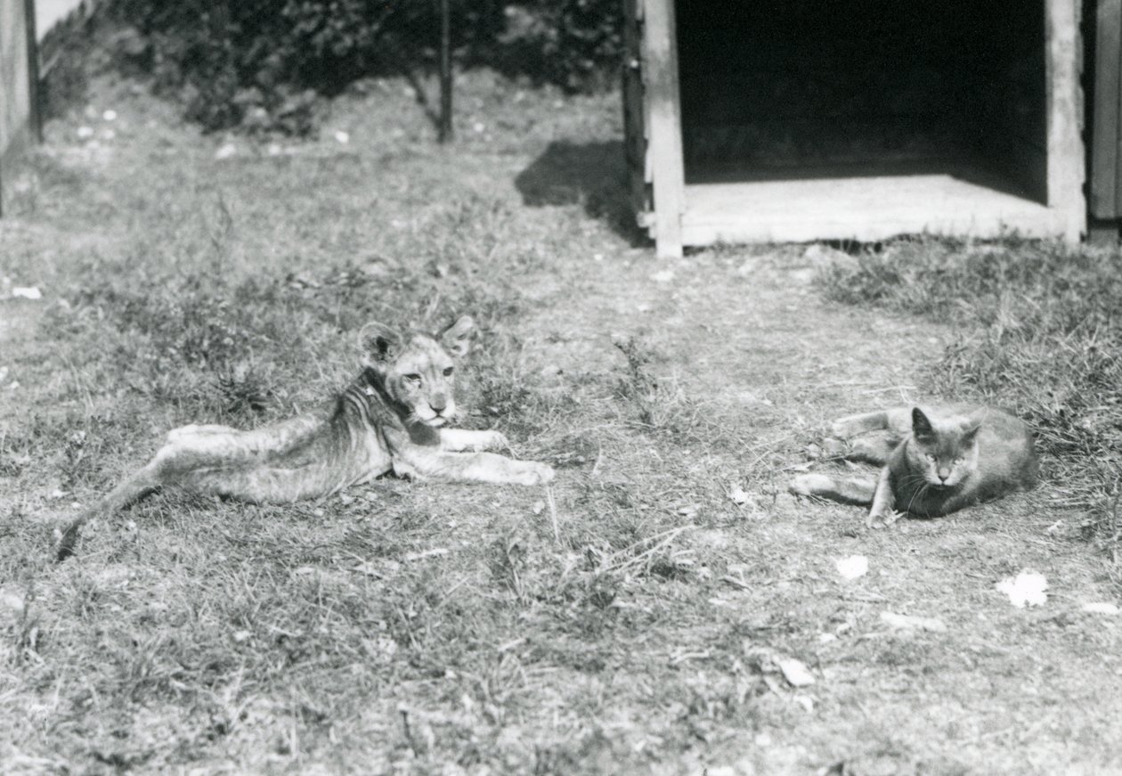 Un cucciolo di leone sdraiato su un prato, vicino a una cassa di legno aperta, con un gatto domestico, Zoo di Londra, luglio 1925 da Frederick William Bond