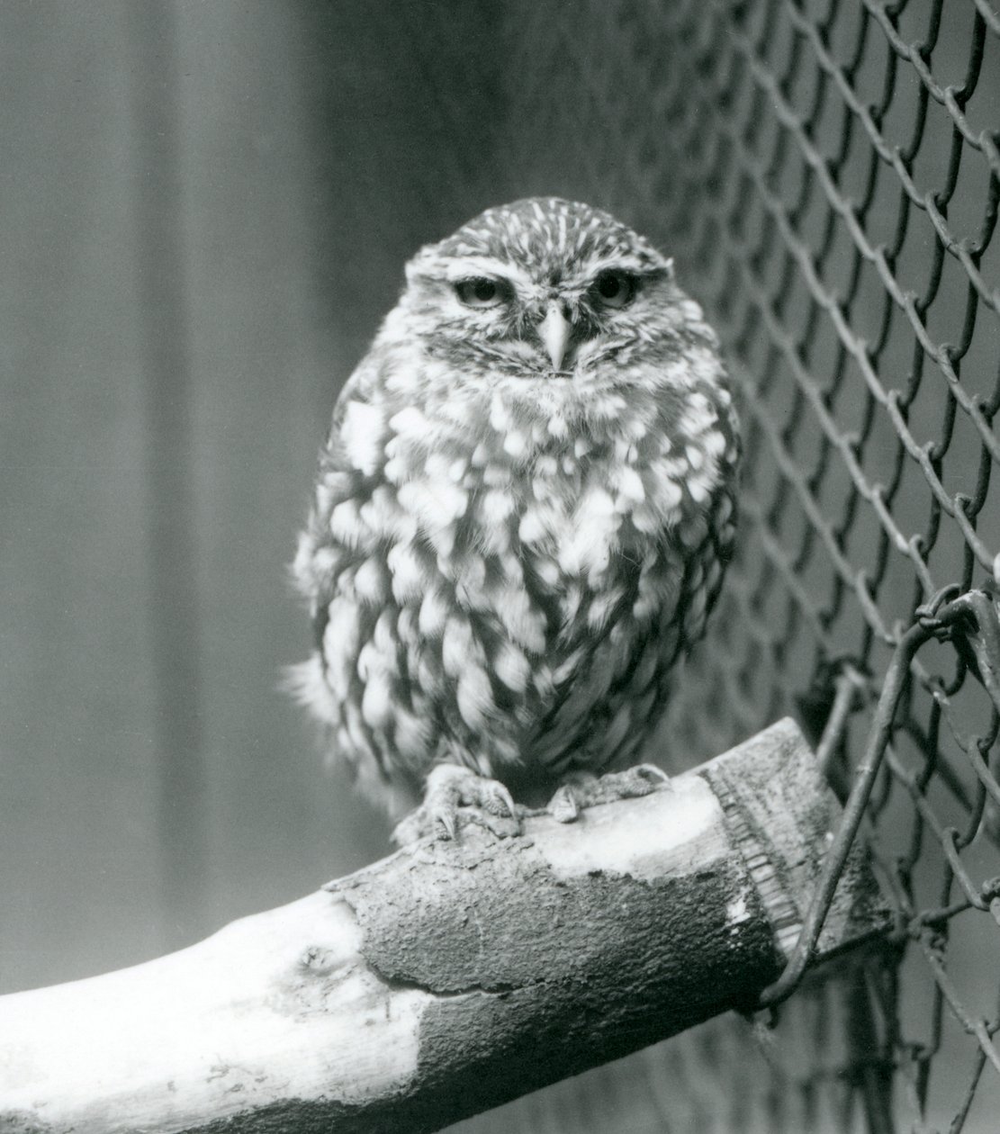Un piccolo gufo seduto su un ramo accanto alla rete metallica del suo recinto, Zoo di Londra, novembre 1925 da Frederick William Bond