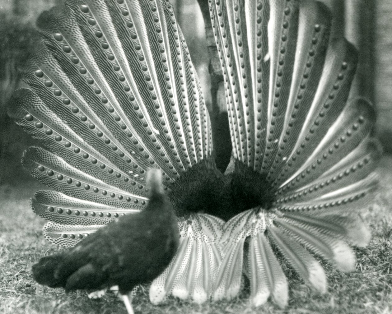 Un fagiano Argus maschio in display di corteggiamento, con una femmina accanto, Zoo di Londra, gennaio 1926 da Frederick William Bond