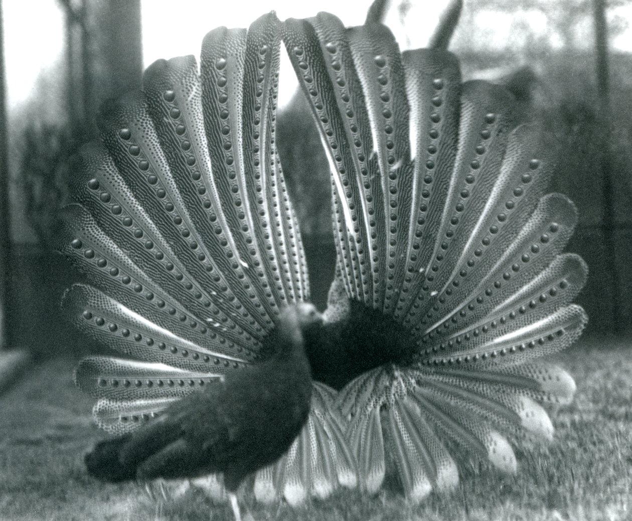 Un fagiano Argus maschio in display di corteggiamento, con una femmina accanto, Zoo di Londra, gennaio 1926 da Frederick William Bond