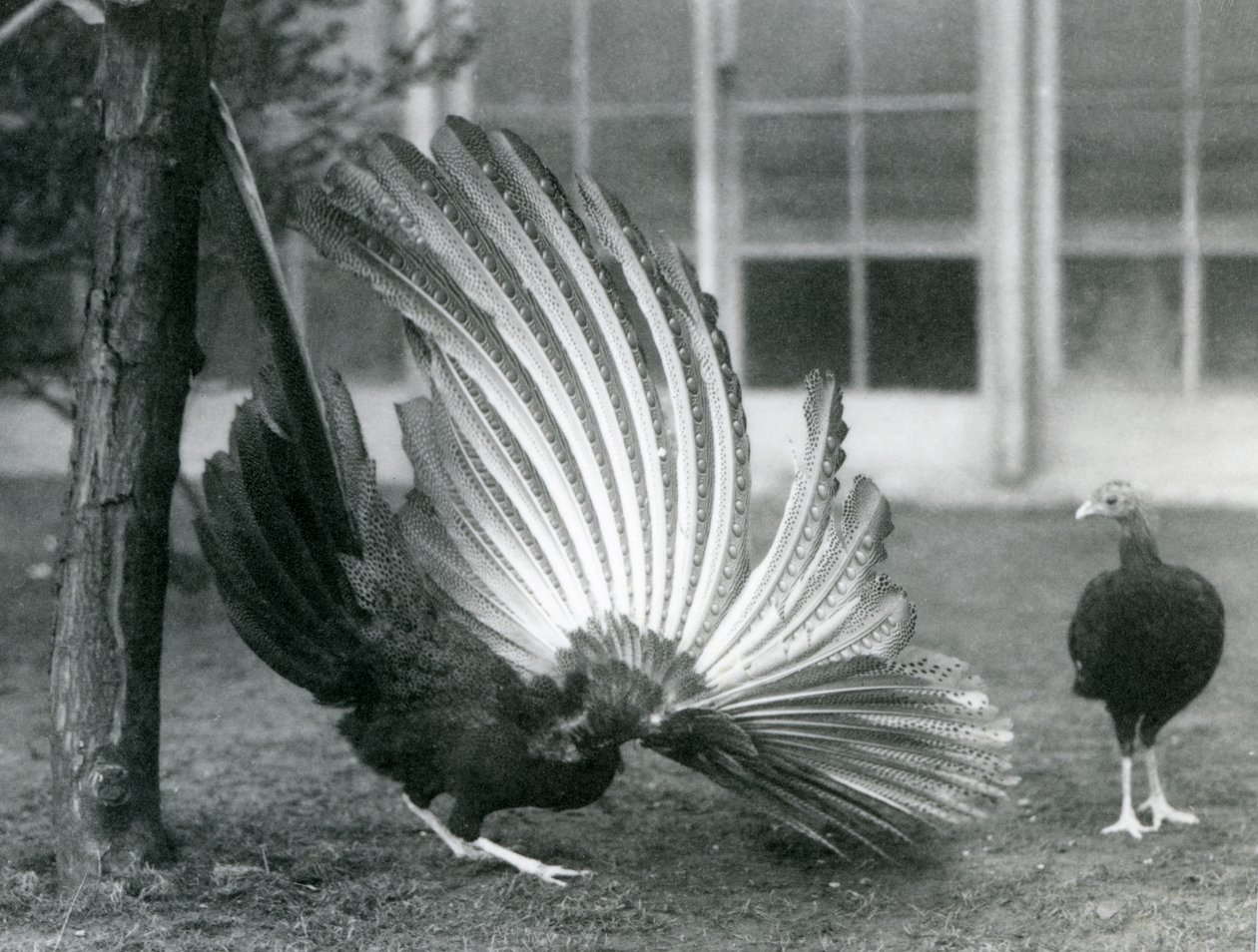 Un fagiano Argus maschio, o Grande Argus, che mostra le sue piume alari e caudali, mentre una femmina sta davanti a lui, zoo di Londra, gennaio 1926 da Frederick William Bond