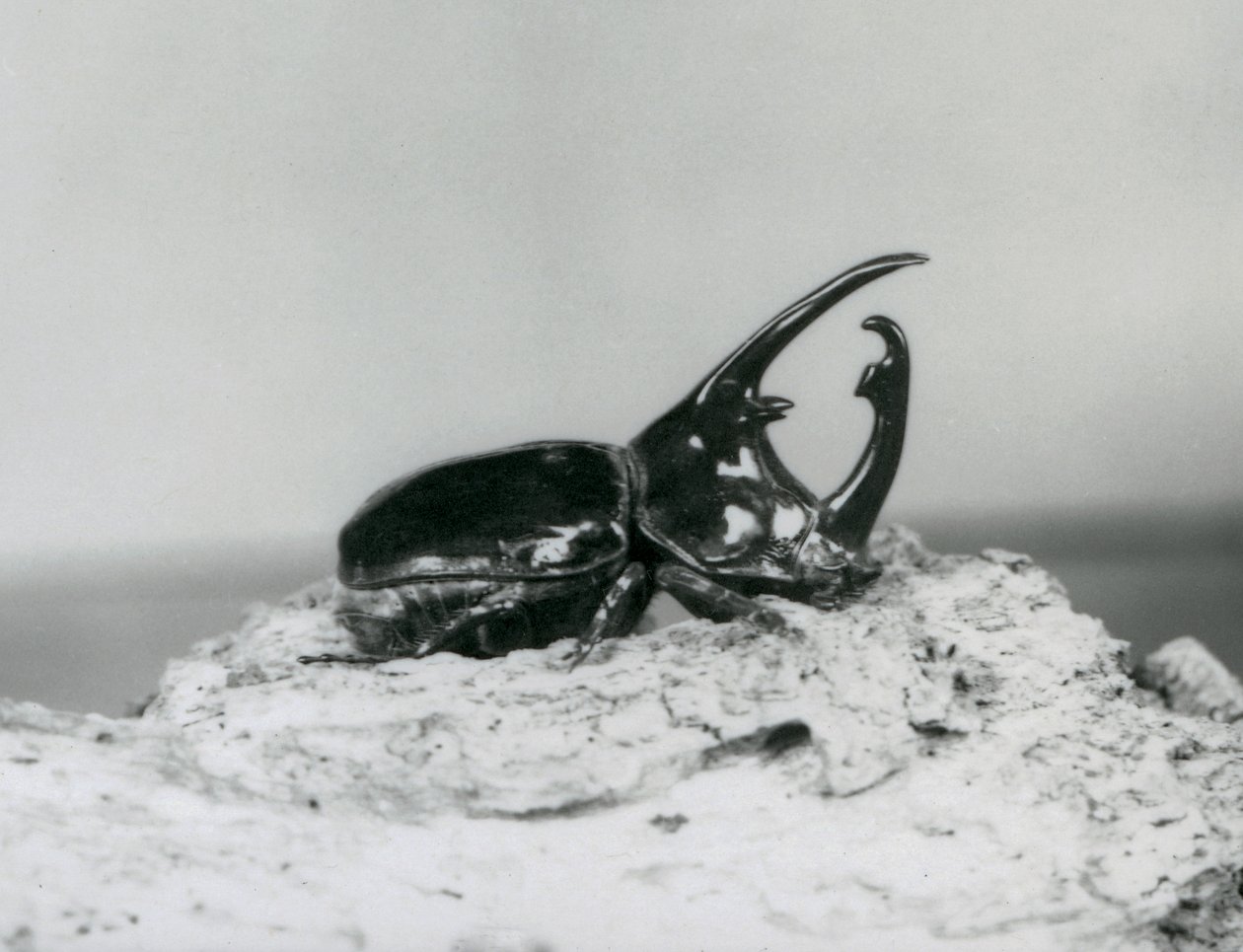 Un maschio di scarabeo Atlante che riposa sulla corteccia allo zoo di Londra da Frederick William Bond