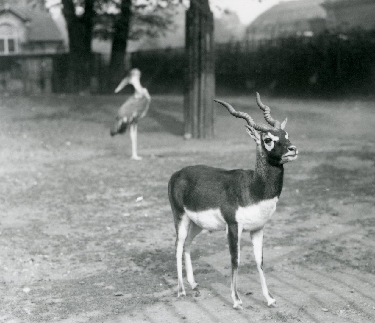 Un maschio di Blackbuck o Antilope Indiana in un recinto allo Zoo di Londra, ottobre 1926 da Frederick William Bond