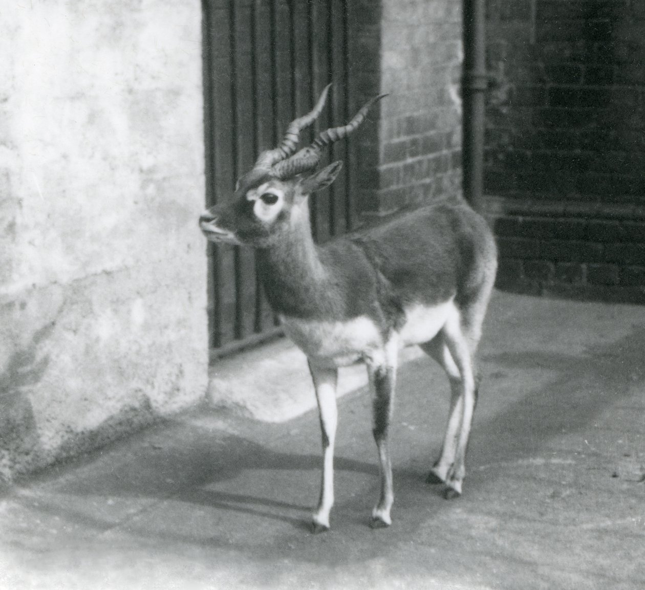 Un maschio di antilope cervicapra nel suo recinto al London Zoo, giugno 1925 da Frederick William Bond