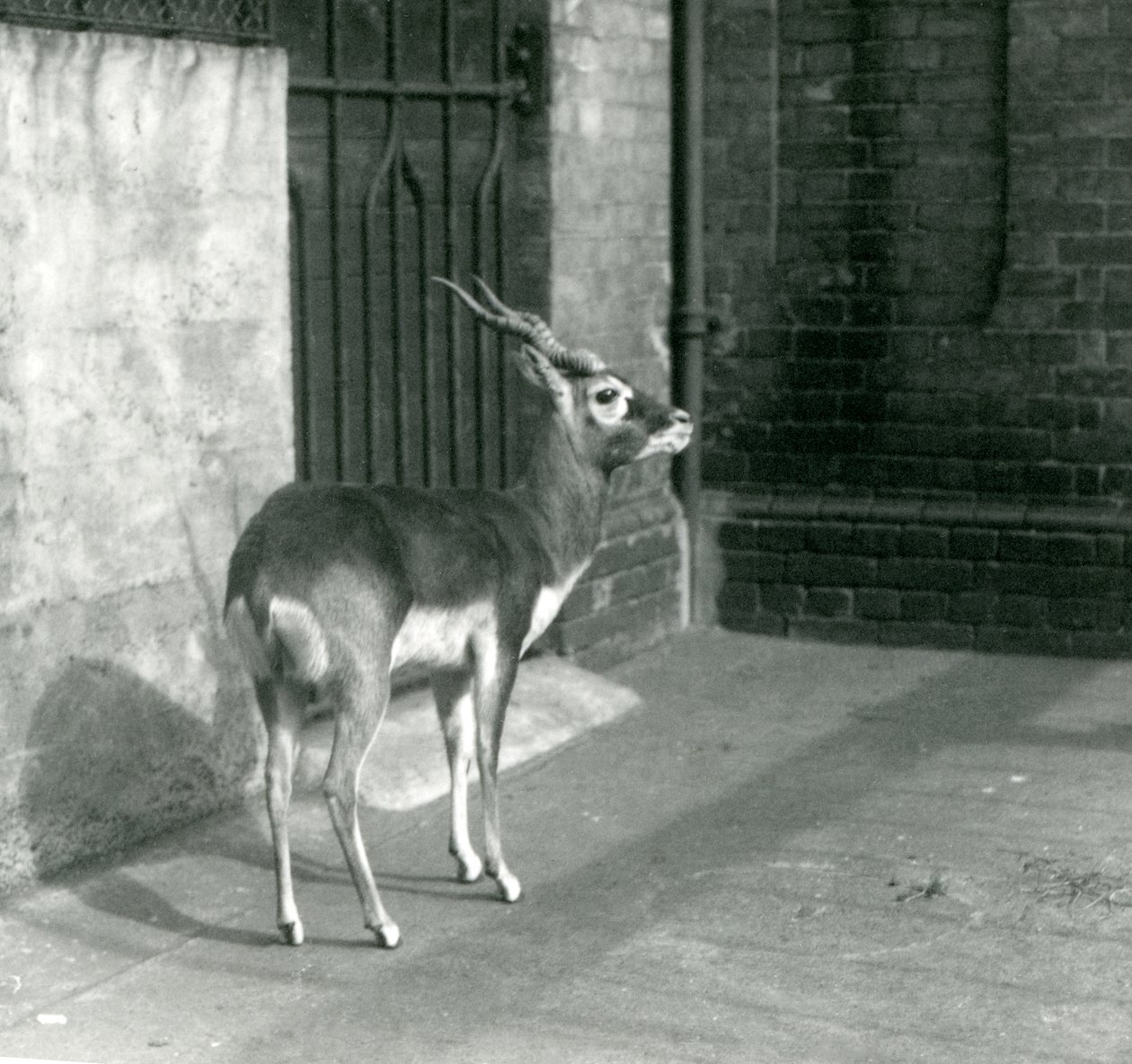 Un maschio di antilope cervicapra nel suo recinto al London Zoo, giugno 1925 da Frederick William Bond