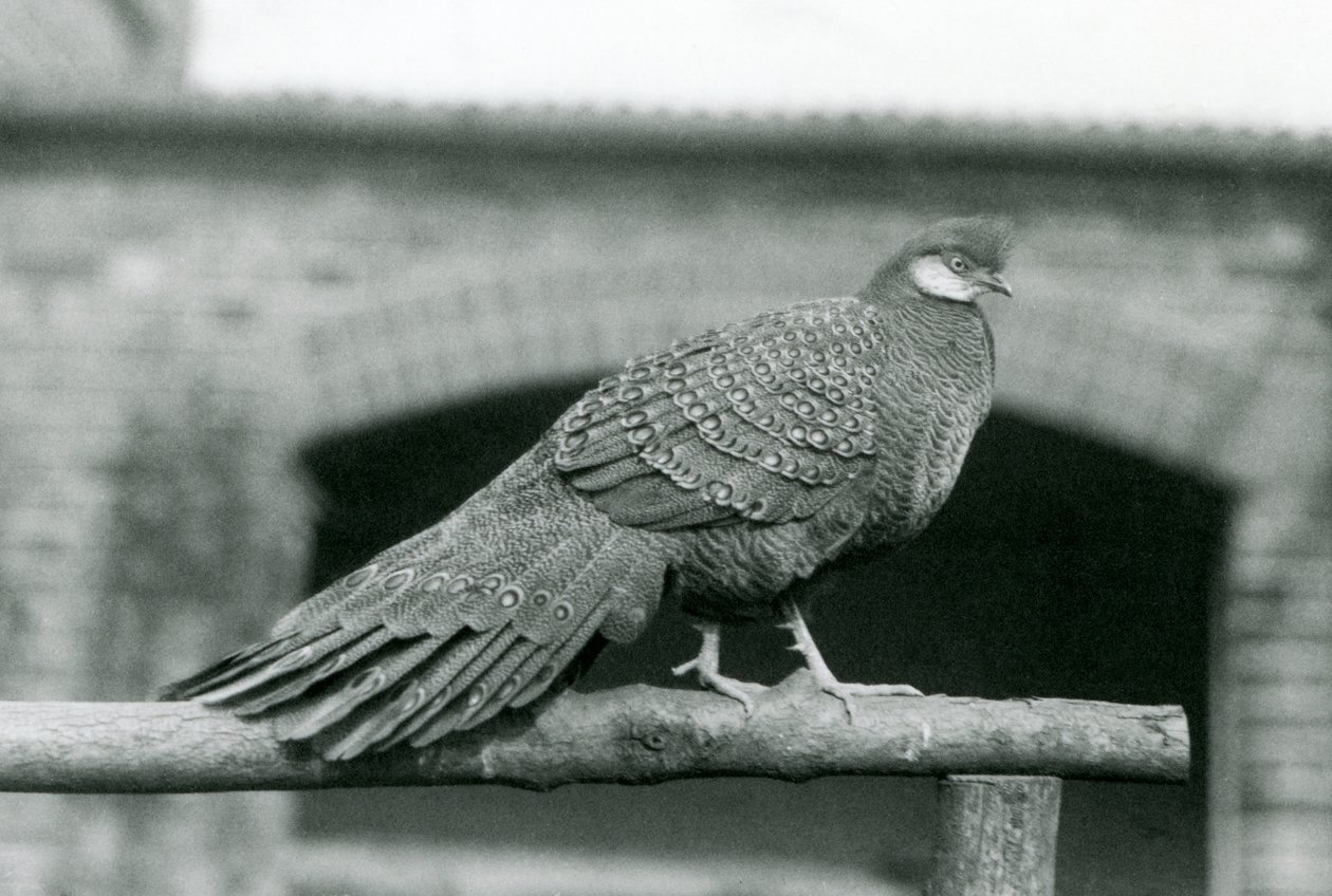 Un maschio di fagiano pavone grigio sul suo posatoio allo Zoo di Londra nel 1931 da Frederick William Bond