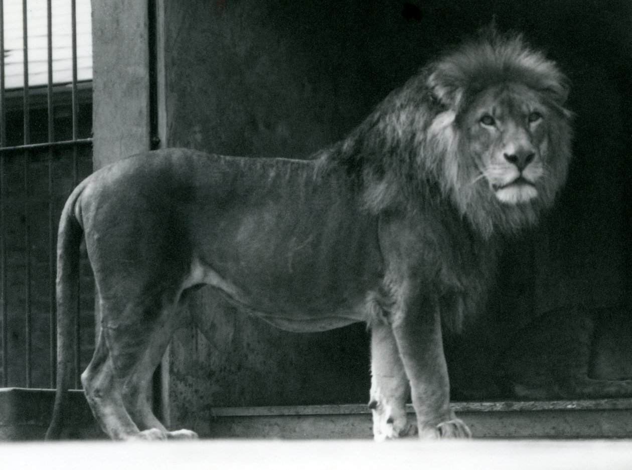 Un leone maschio al London Zoo, giugno 1924 da Frederick William Bond