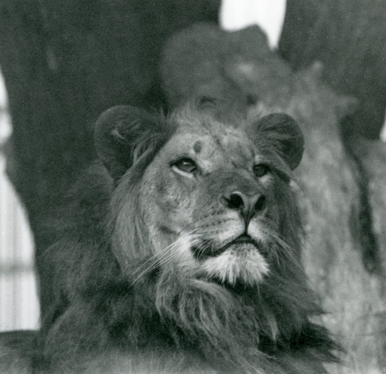 Un leone maschio allo Zoo di Londra nel 1929 da Frederick William Bond
