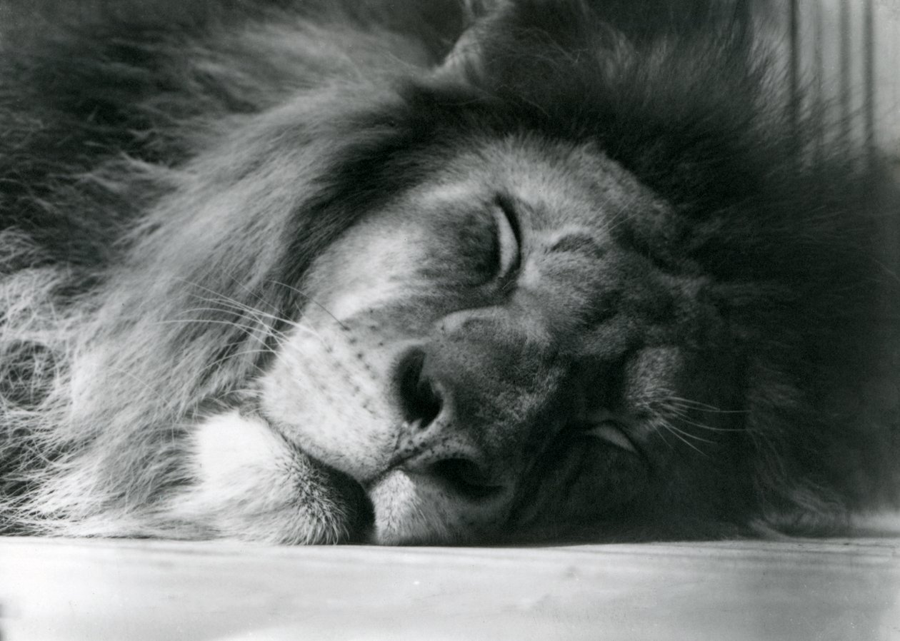 Un leone maschio che dorme nel suo recinto allo Zoo di Londra nel 1924 da Frederick William Bond
