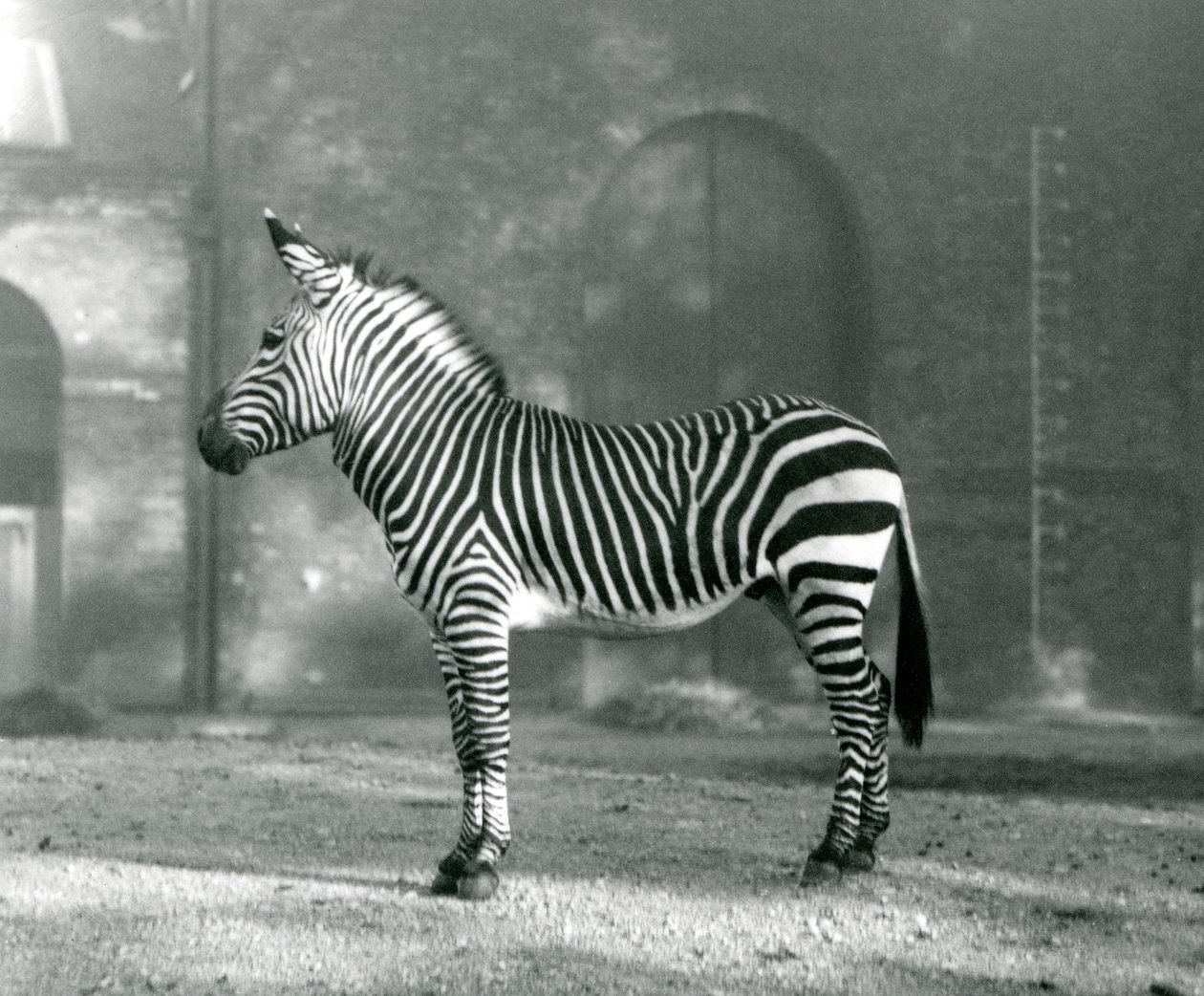 Una zebra maschio di montagna x zebra di montagna di Hartmann nel suo recinto allo Zoo di Londra nel settembre 1927 da Frederick William Bond