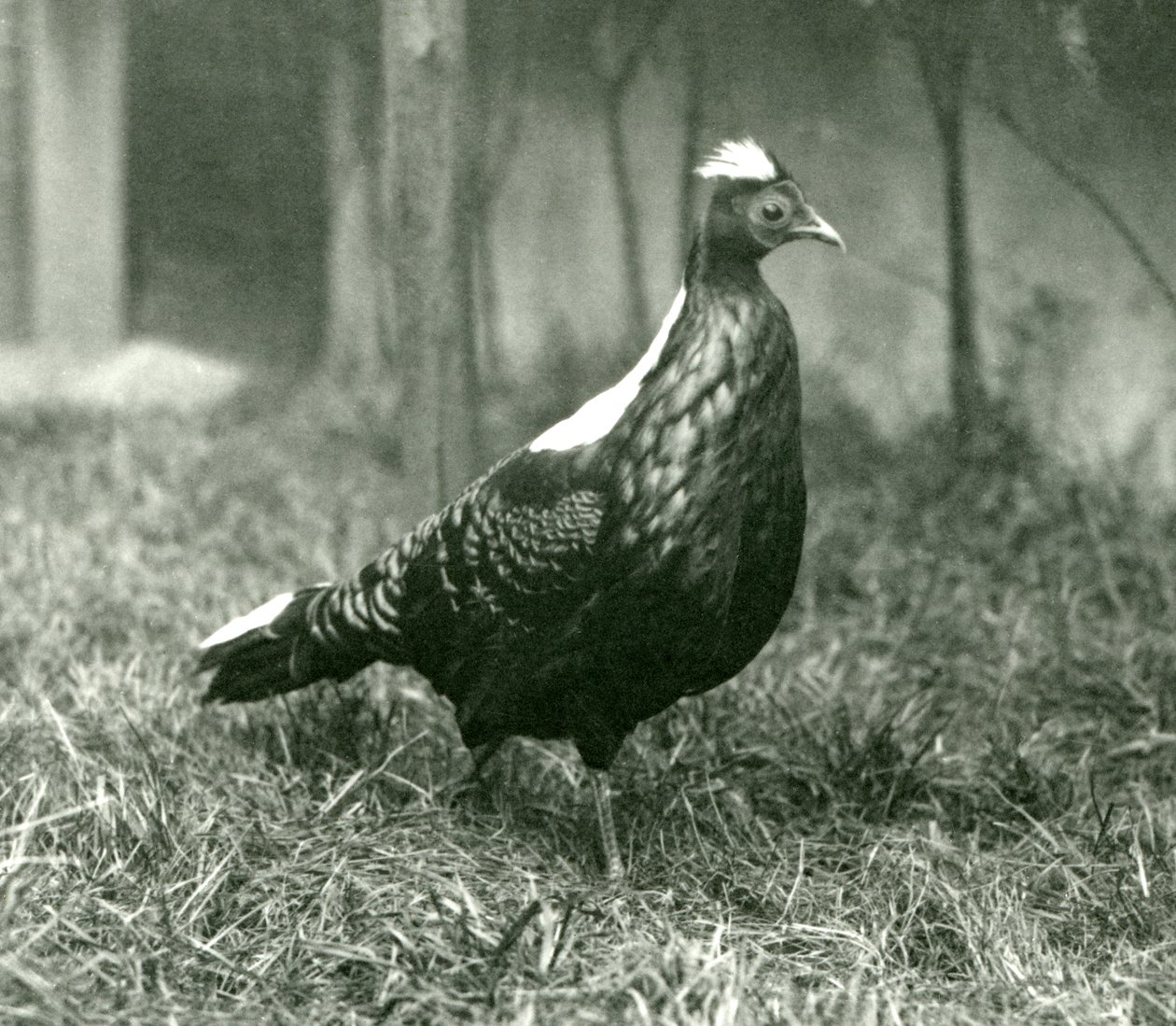 Un fagiano di Swinhoe maschio al London Zoo, settembre 1923 da Frederick William Bond