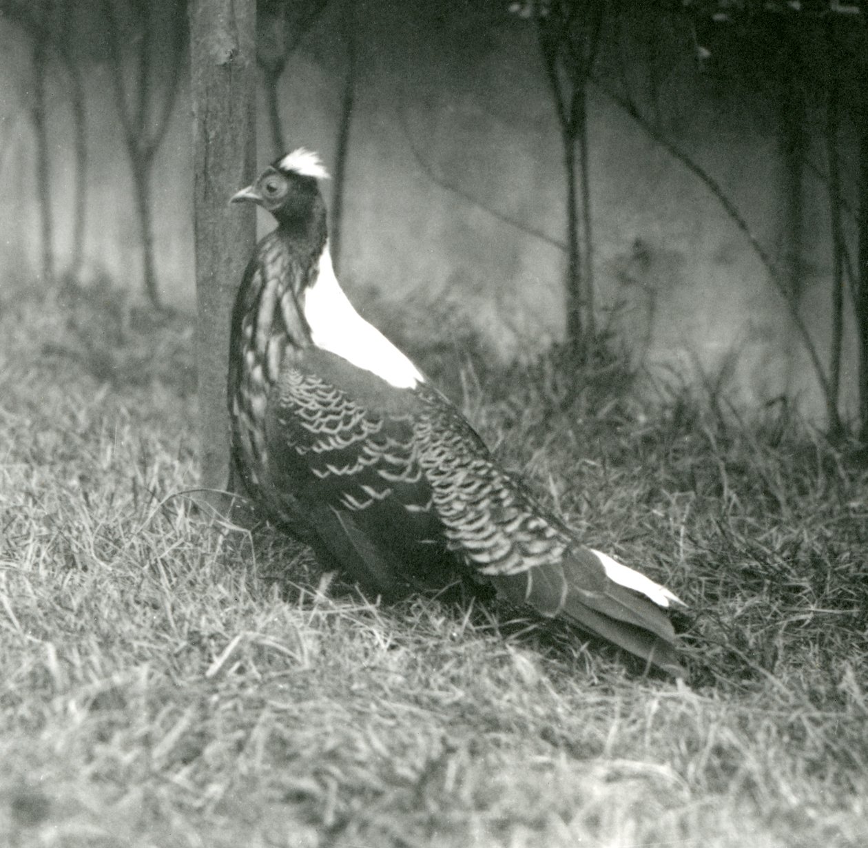 Un fagiano di Swinhoe maschio al London Zoo, settembre 1923 da Frederick William Bond