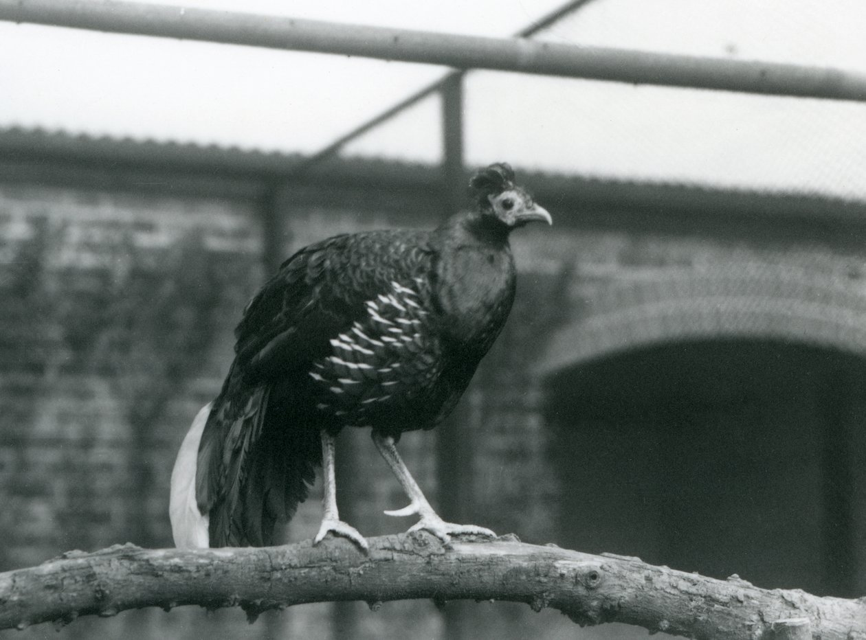 Un maschio di fagiano di Veilot/Crested Fireback in piedi su un ramo orizzontale allo Zoo di Londra nel 1928 (foto in b/n) da Frederick William Bond