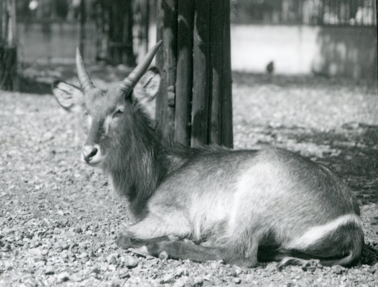 Un maschio di antilope d