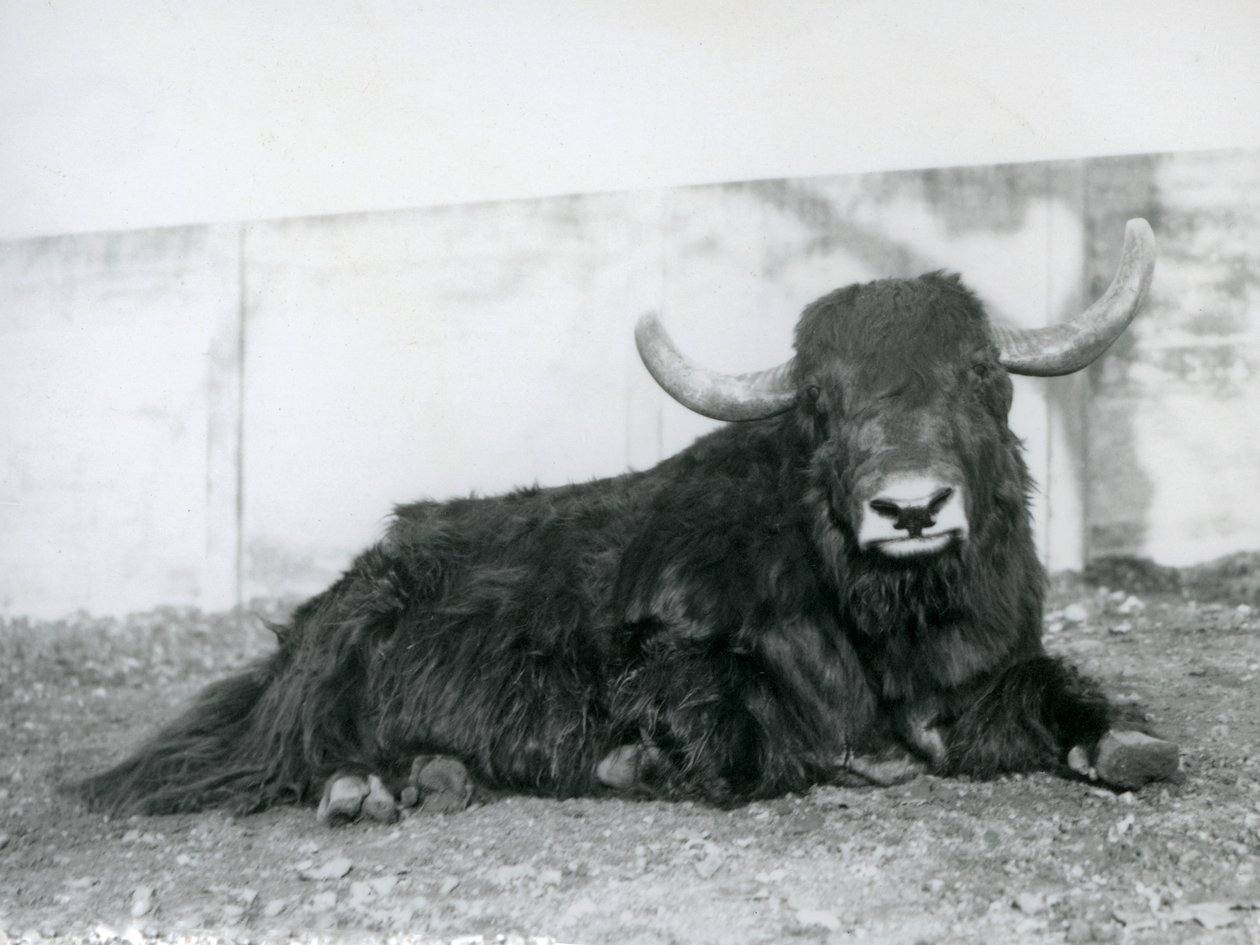 Un maschio di yak sdraiato nel suo recinto allo Zoo di Londra nel 1928 (foto in b/n) da Frederick William Bond