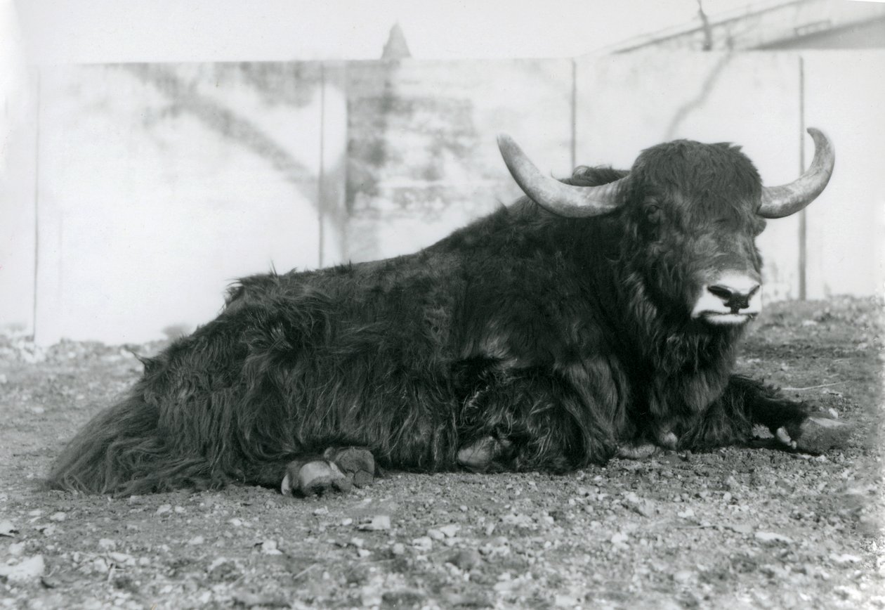 Un maschio di yak sdraiato nel suo recinto allo Zoo di Londra, agosto 1928 da Frederick William Bond