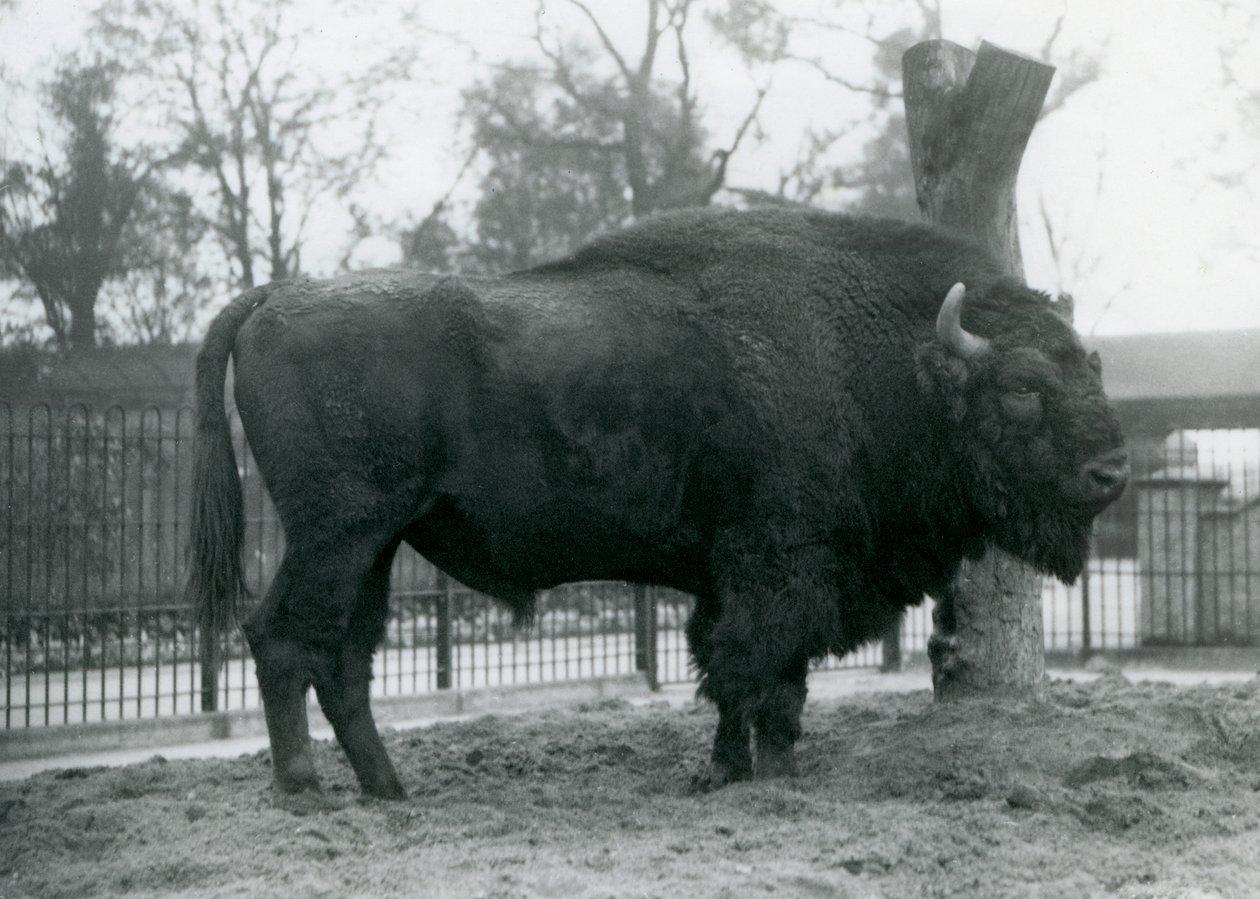 Un bisonte europeo maschio nel suo recinto allo Zoo di Londra, ottobre 1927. I bisonti europei vulnerabili sono anche conosciuti come wisent o bisonti dei boschi europei da Frederick William Bond