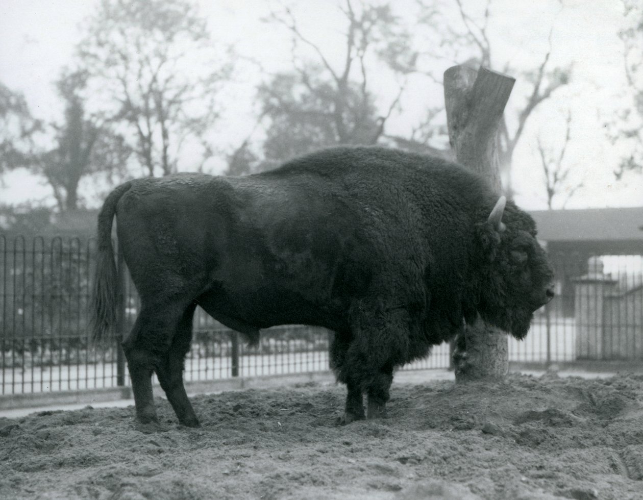 Un bisonte europeo maschio nel suo recinto allo Zoo di Londra, ottobre 1927. I bisonti europei vulnerabili sono anche conosciuti come wisent o bisonti dei boschi europei da Frederick William Bond