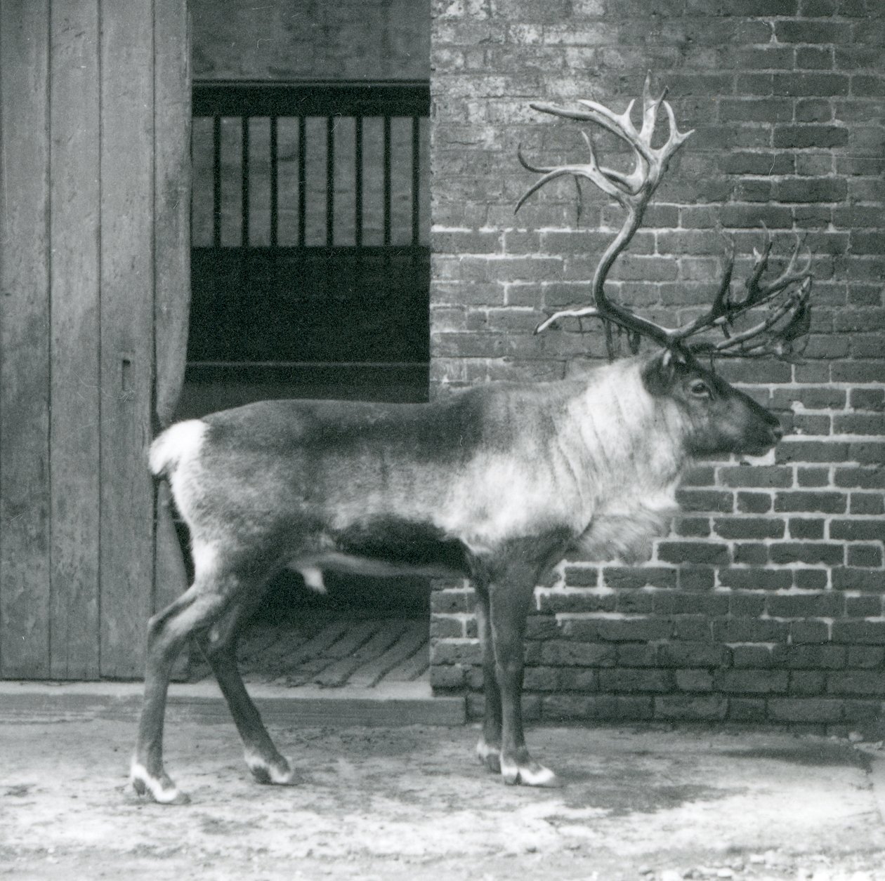 Un cervo maturo che sta nel suo recinto allo zoo di Londra nel 1925 da Frederick William Bond