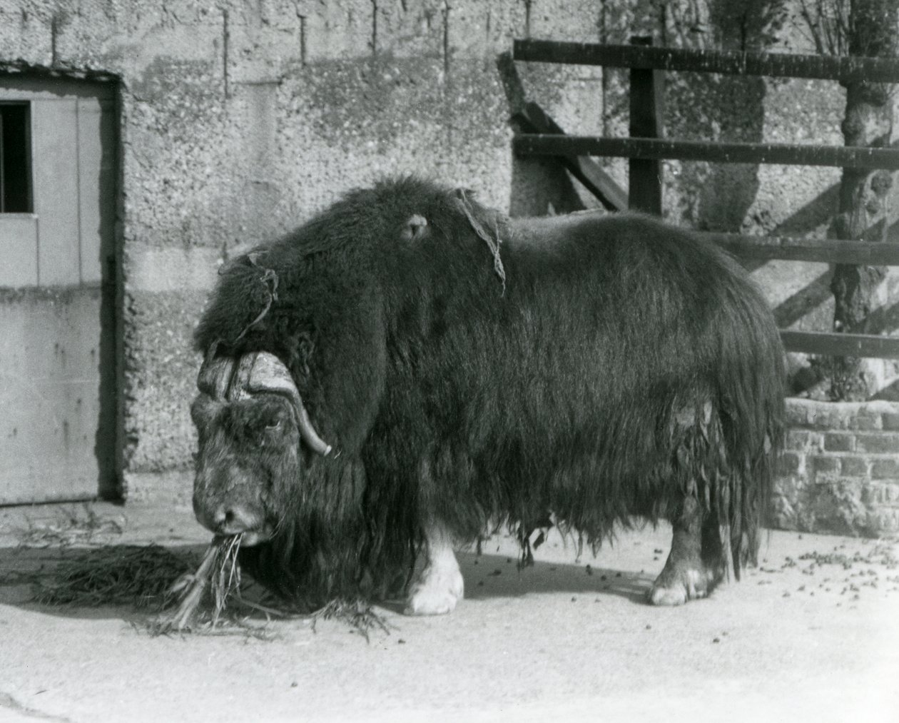 Un bue muschiato maturo, anche scritto Musk ox e Musk-ox, in piedi, che mangia nel suo recinto allo Zoo di Londra nel 1931 (foto in bianco e nero) da Frederick William Bond