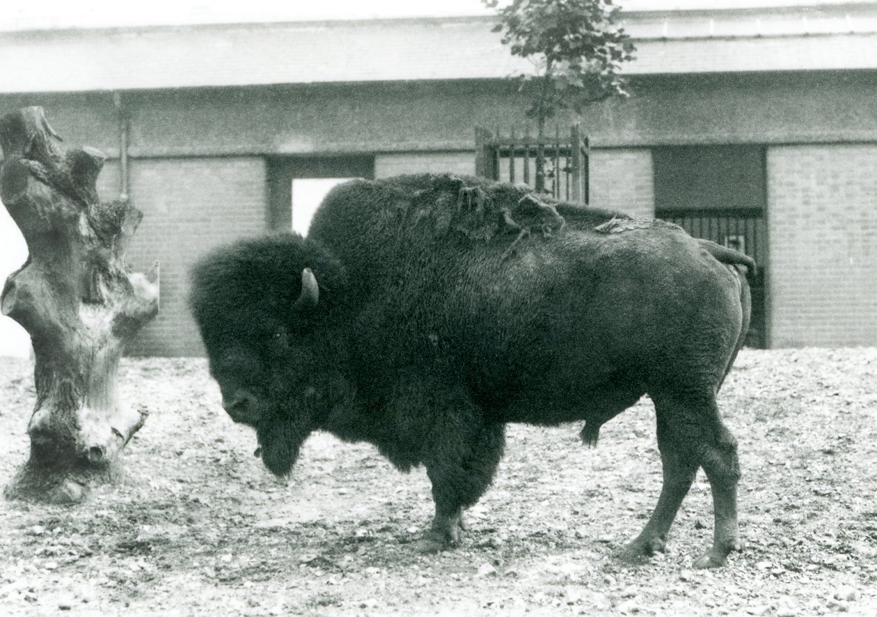 Un bisonte americano maschio quasi minacciato nel suo recinto, Zoo di Londra, 1927 da Frederick William Bond