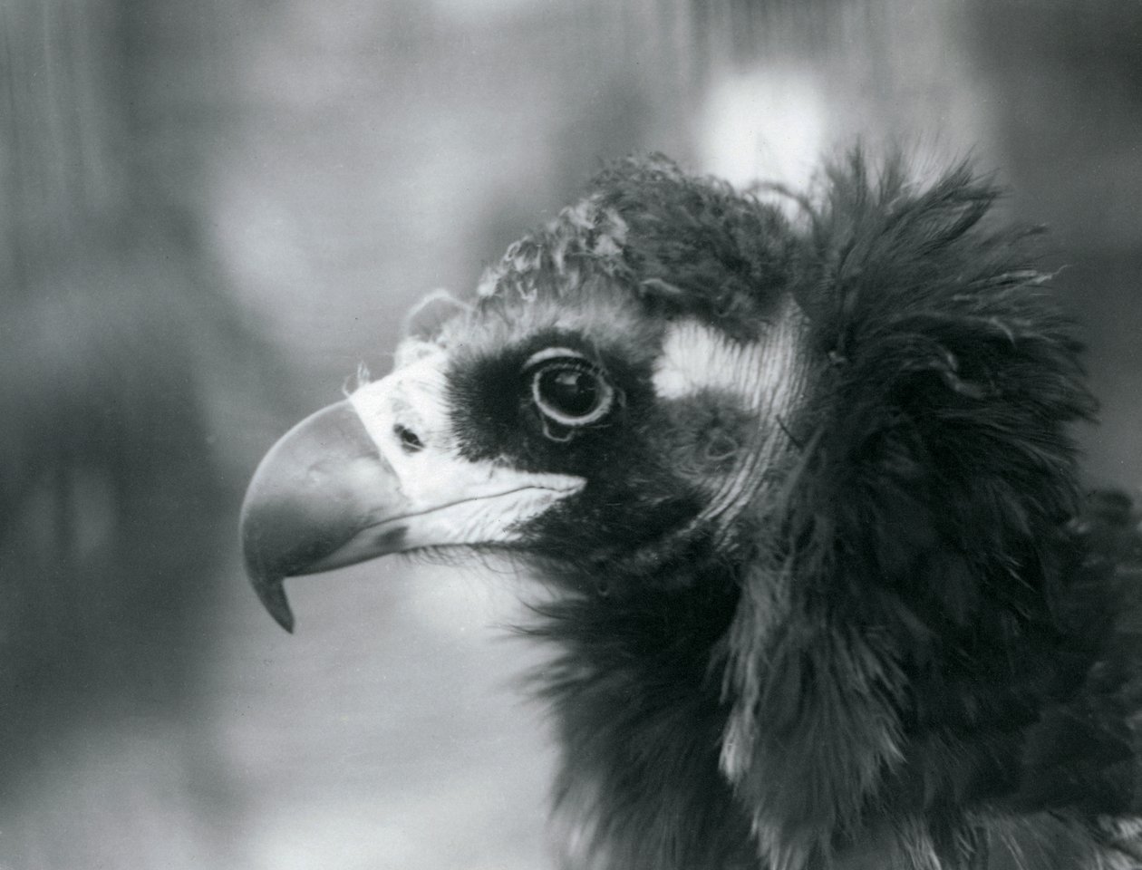 Un avvoltoio nero eurasiatico quasi minacciato allo Zoo di Londra, 1927 da Frederick William Bond