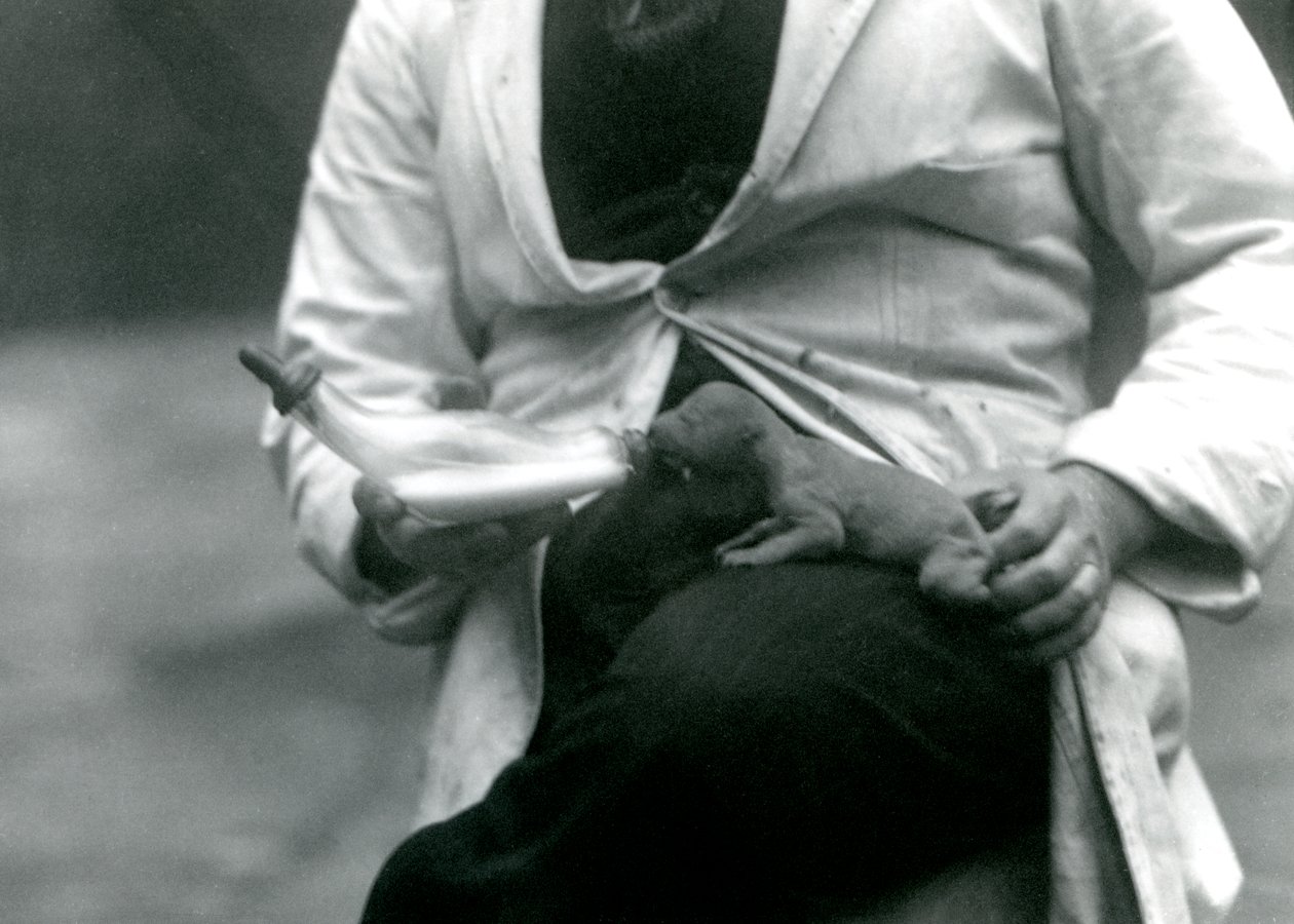 Un cucciolo di leone appena nato nutrito con il biberon dal suo custode, Zoo di Londra, 1923 da Frederick William Bond