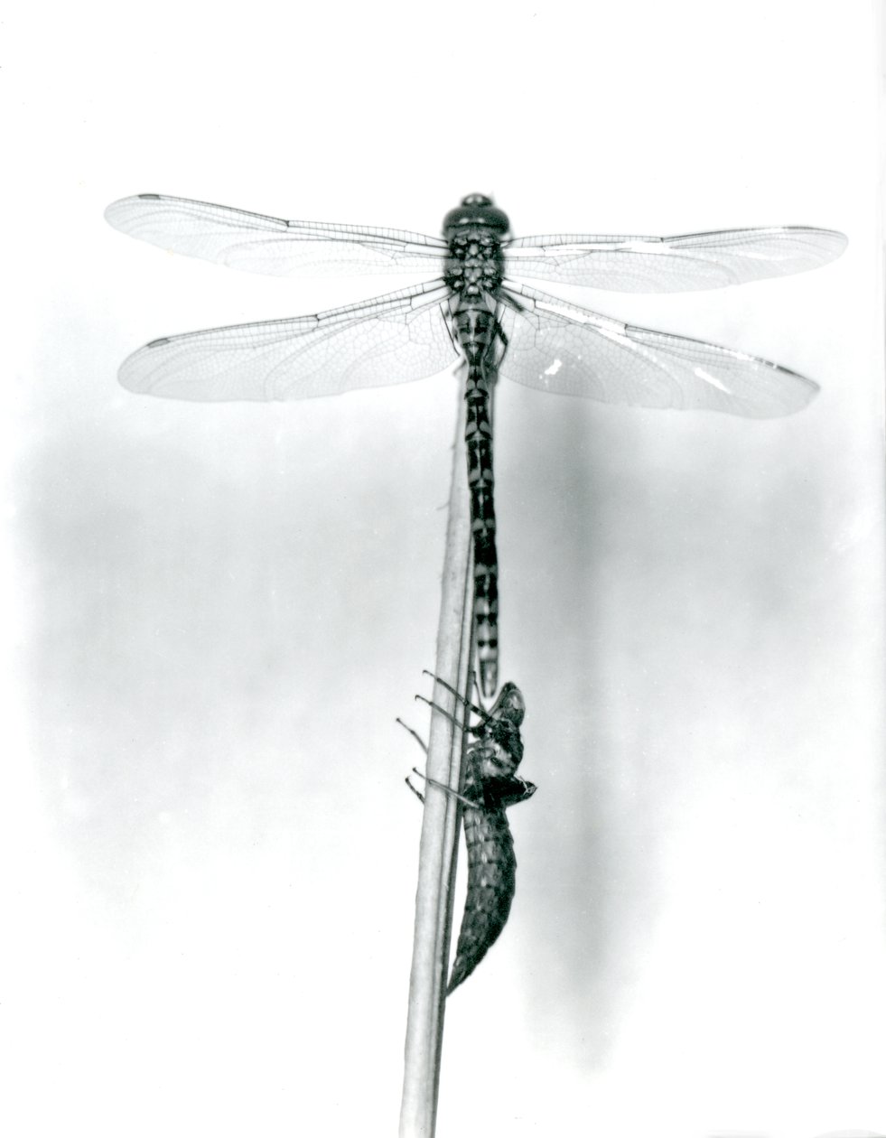 Una libellula ad anelli dorati appena emersa asciuga le ali mentre riposa su una canna sopra il suo guscio larvale vuoto, o exuvia, Zoo di Londra, 1925 da Frederick William Bond