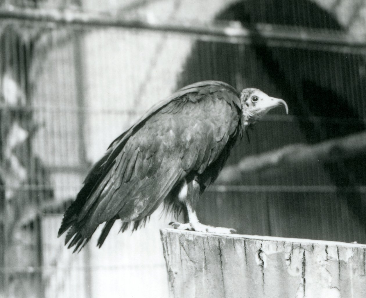 Un avvoltoio cappuccino in pericolo critico su un tronco, Zoo di Londra, settembre 1925 da Frederick William Bond