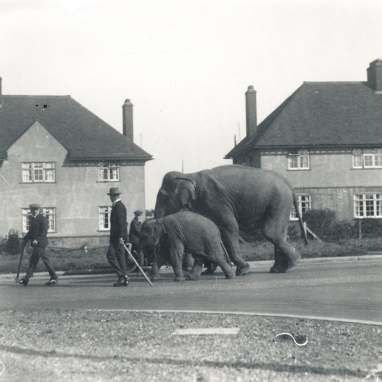 Una coppia di elefanti indiani che camminano da Tilbury a ZSL Whipsnade da Frederick William Bond