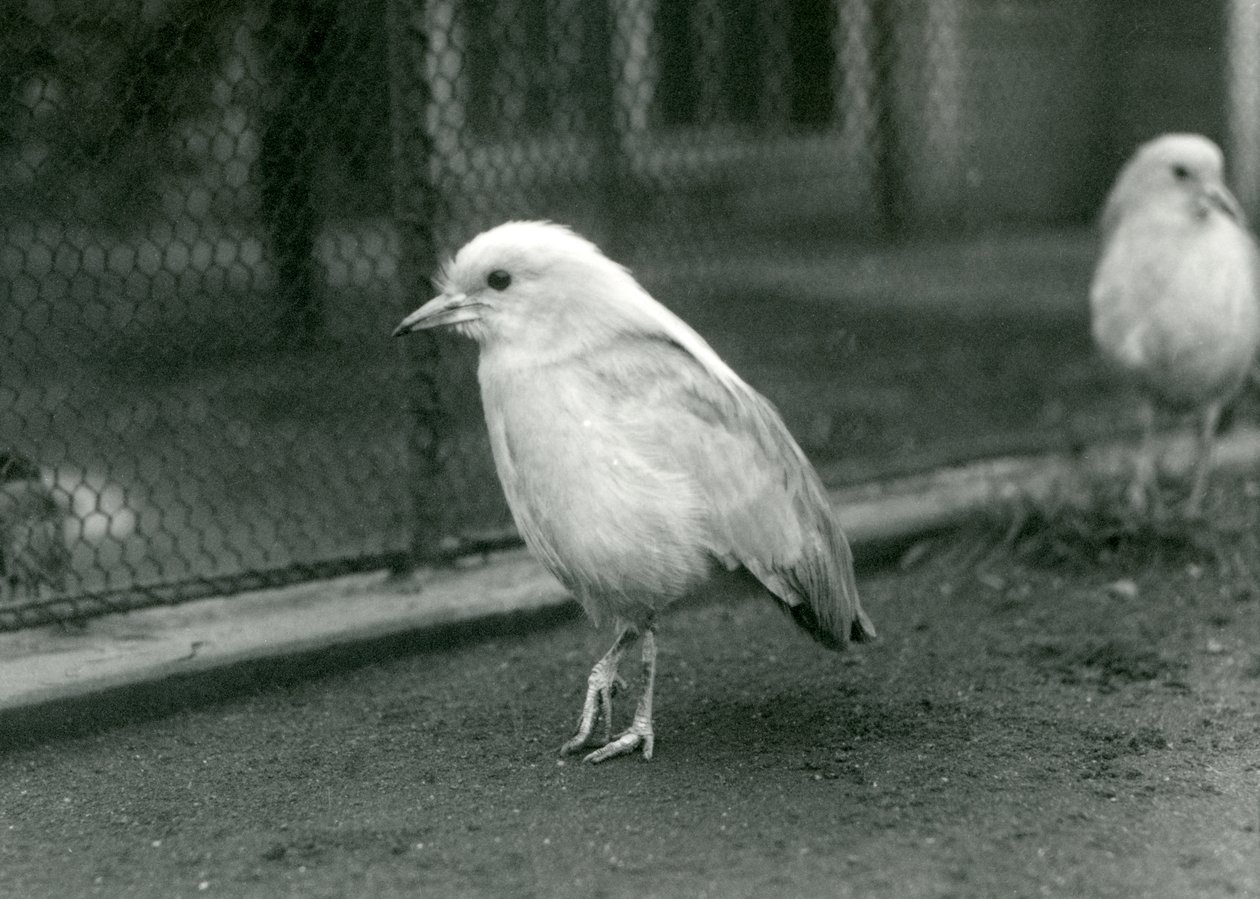 Una coppia di kagus, o cagous, che stanno sul pavimento del loro recinto allo zoo di Londra, 1927 da Frederick William Bond