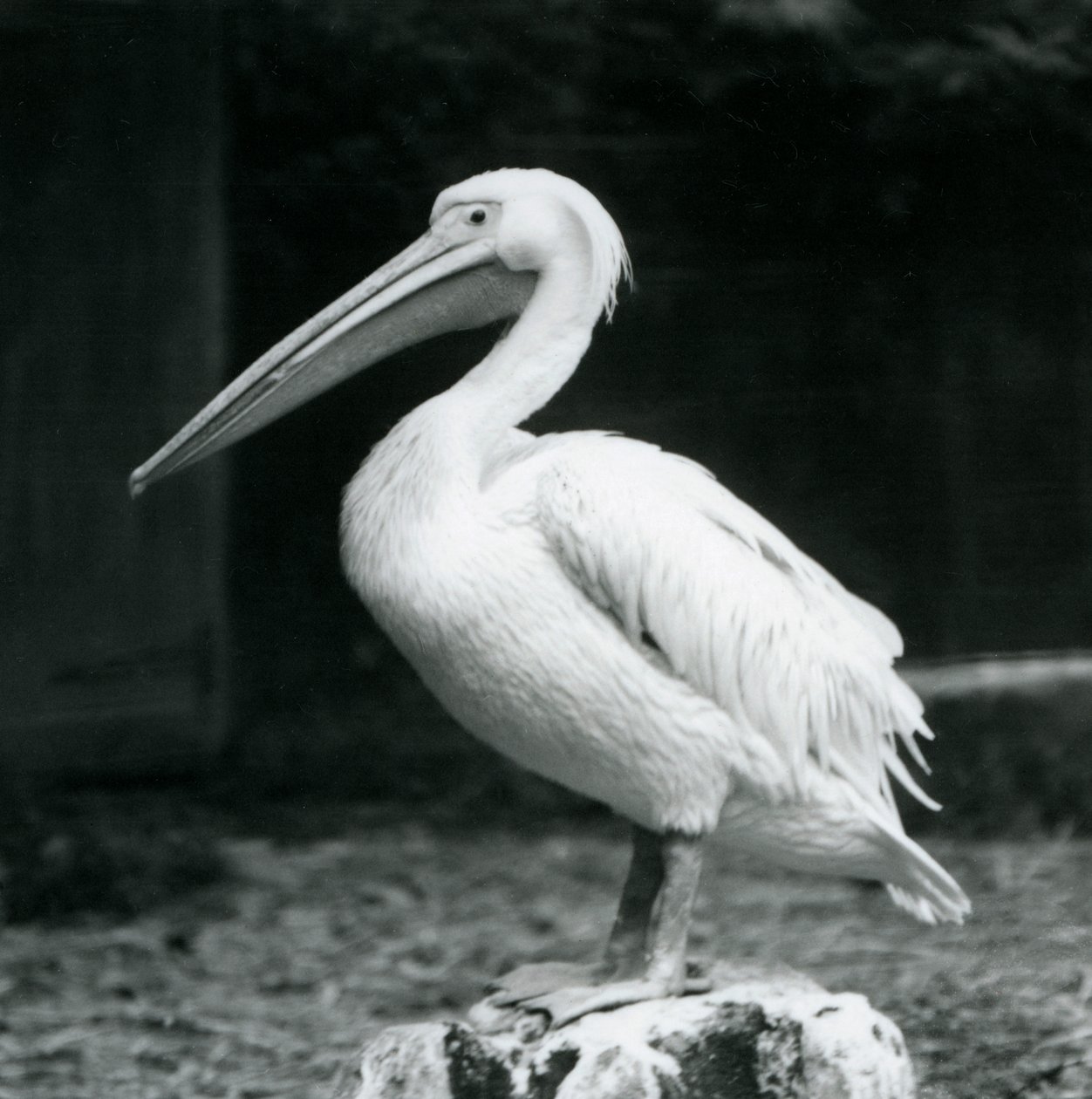 Un pellicano su un ceppo allo Zoo di Londra, settembre 1925 da Frederick William Bond