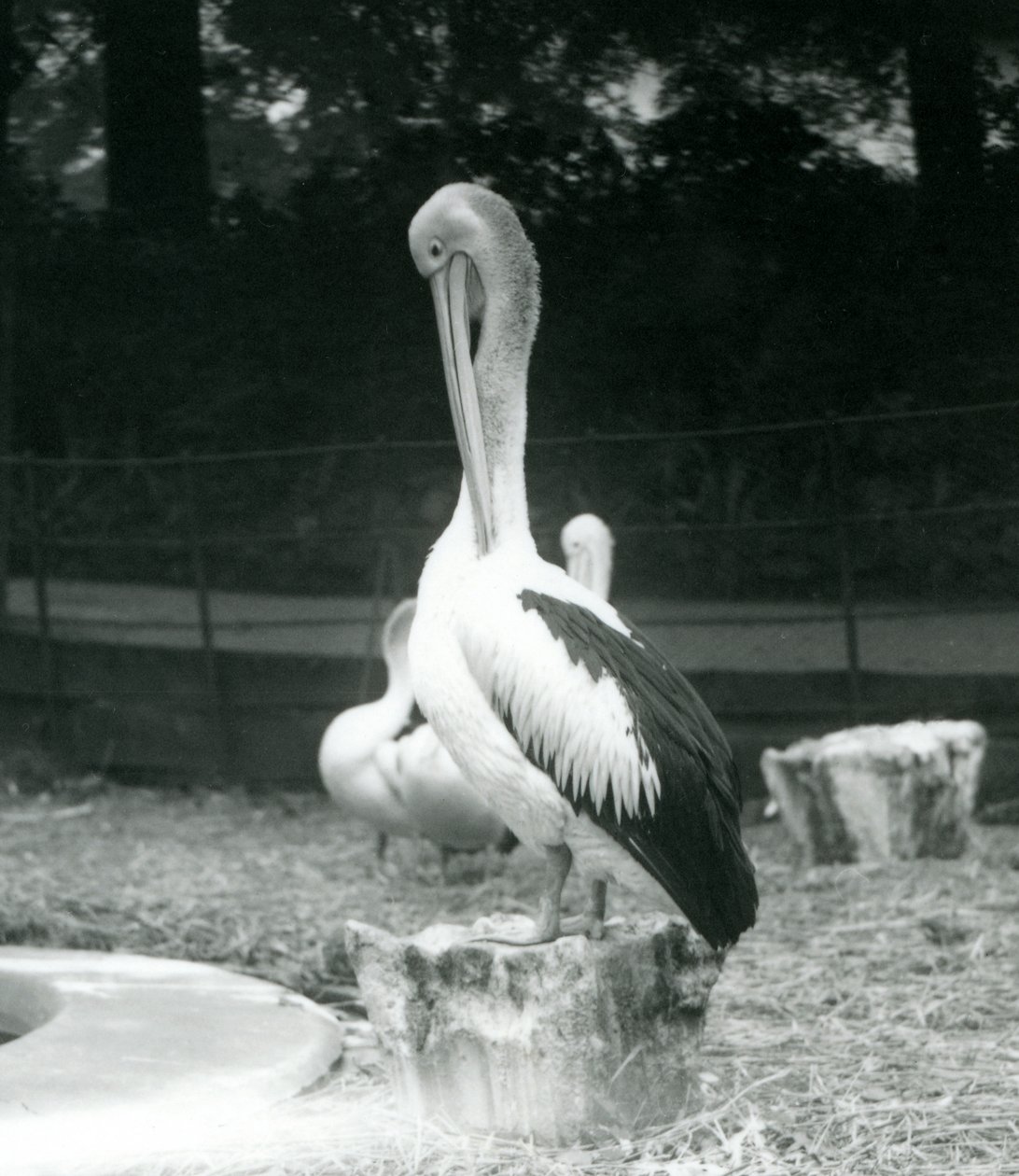 Un pellicano su un ceppo che si pulisce il collo allo Zoo di Londra, settembre 1925 da Frederick William Bond
