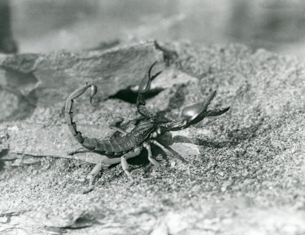 Uno scorpione allo Zoo di Londra nel 1929 (foto in bianco e nero) da Frederick William Bond