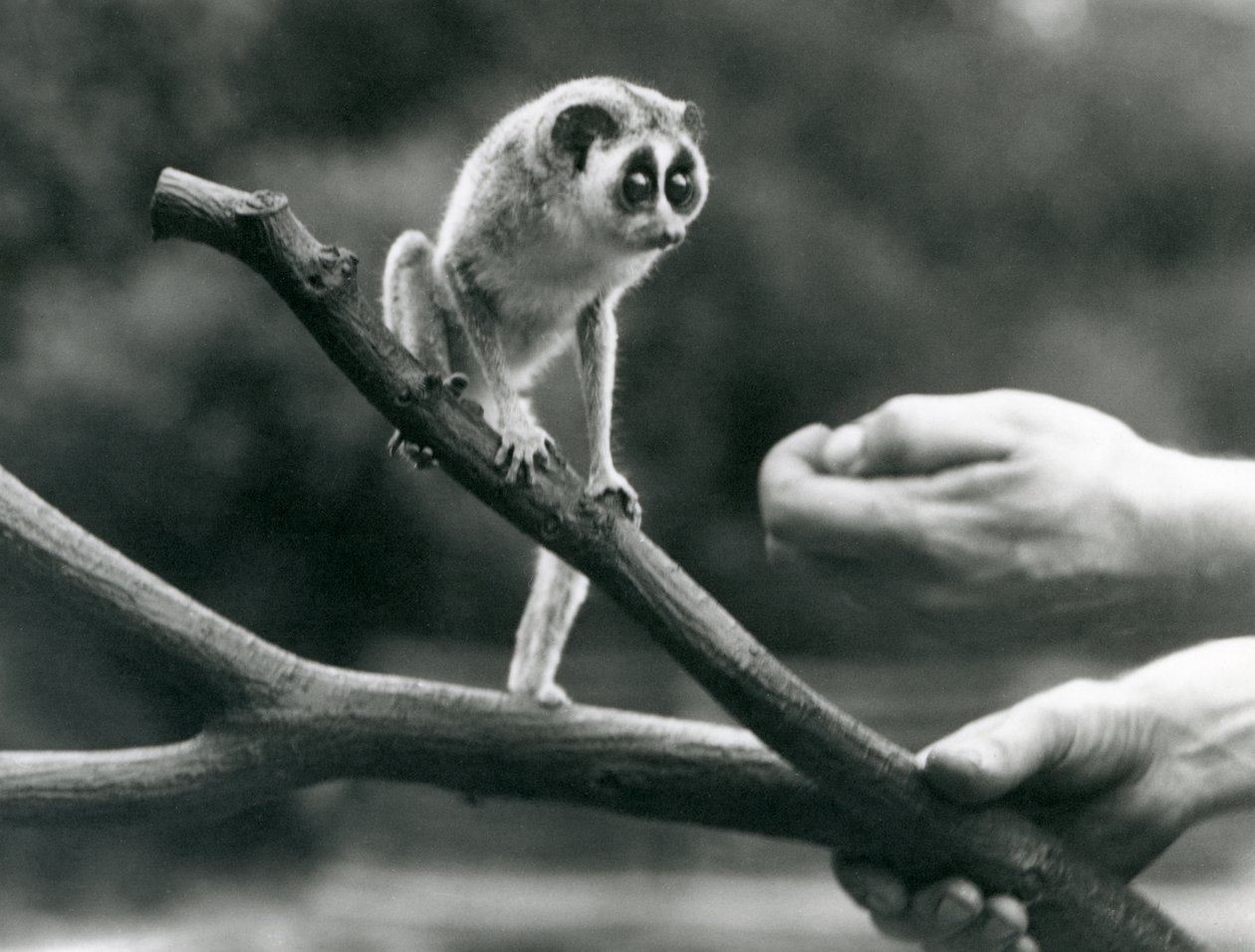Un lori snello su un ramo tenuto da un custode, Zoo di Londra, agosto 1926 da Frederick William Bond