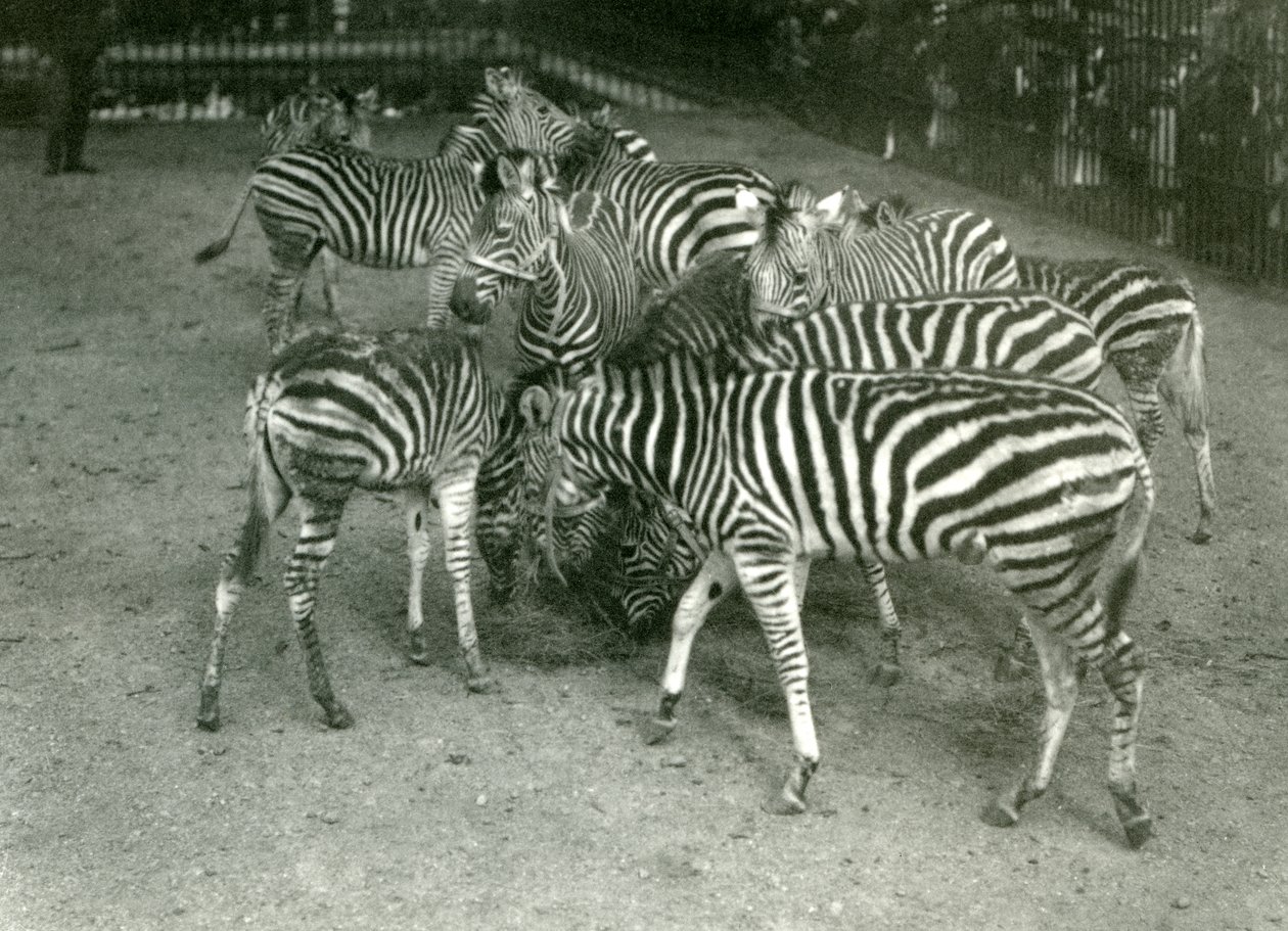 Un piccolo branco di zebre di Chapman, inclusi i giovani, Zoo di Londra nel 1923 da Frederick William Bond