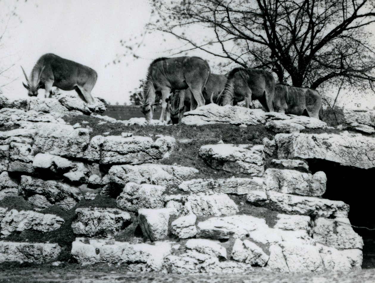 Un piccolo branco di Eland comune che pascola tra le rocce nel recinto degli Eland al London Zoo, giugno 1925 da Frederick William Bond
