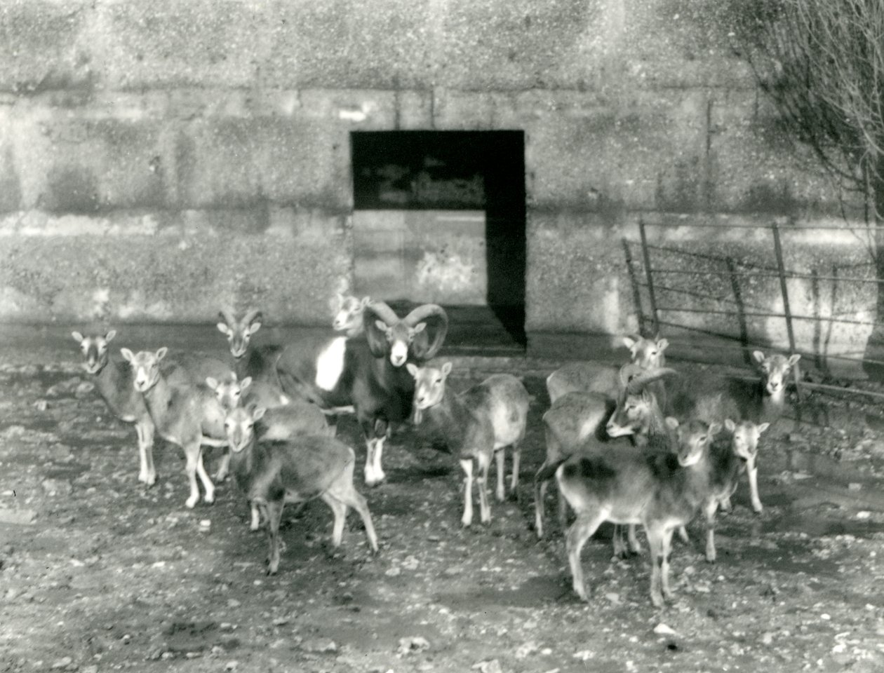 Un piccolo branco di mufloni allo Zoo di Londra, novembre 1926 da Frederick William Bond
