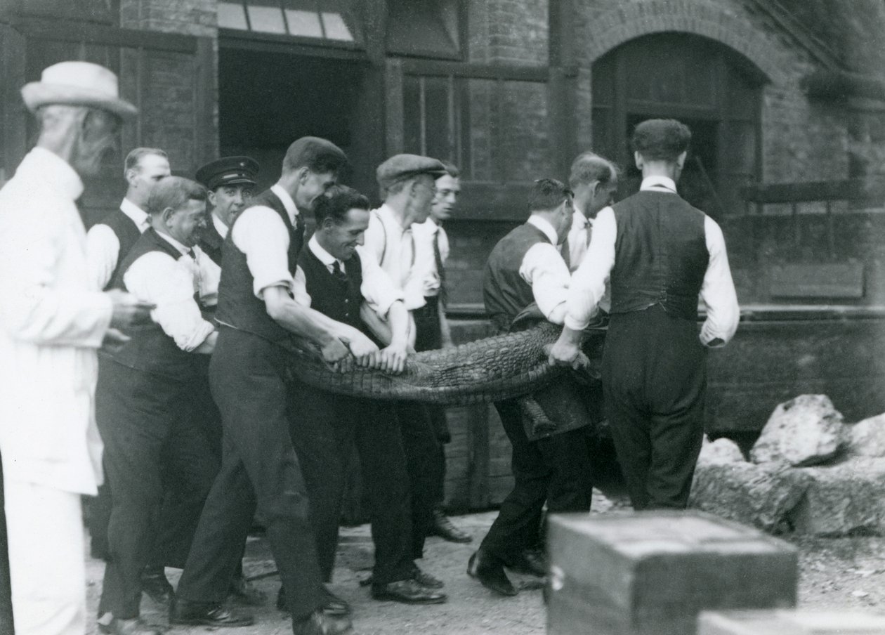 Una squadra di uomini trasporta un alligatore sorvegliato da Sir Peter Chalmers Mitchell, Zoo di Londra, 1924 da Frederick William Bond