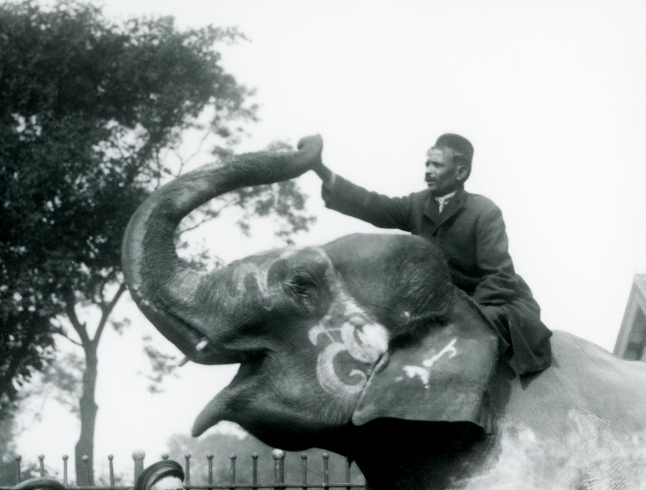 Un addestratore seduto sul collo di un elefante indiano decorato mentre si allunga in avanti per tenere la fine della sua proboscide sollevata, Zoo di Londra, 1927 da Frederick William Bond