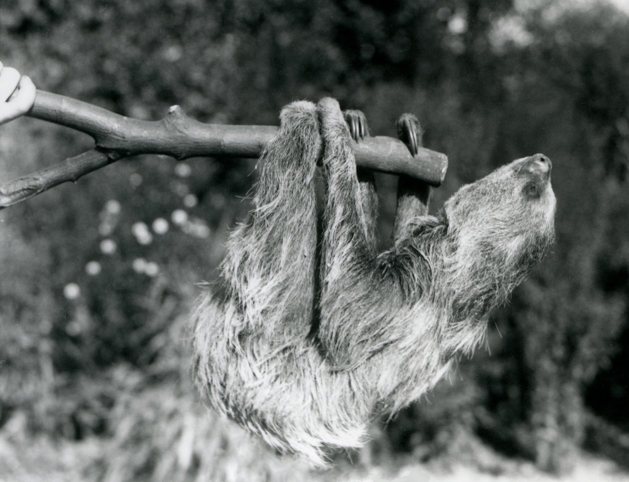 Un bradipo didattilo appeso a un ramo tagliato, tenuto da un custode, Zoo di Londra, settembre 1925 da Frederick William Bond