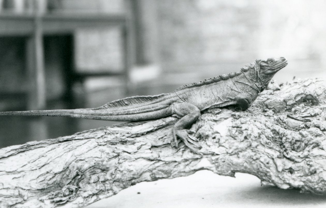 Un lucertolone a vela vulnerabile riposa su un tronco allo Zoo di Londra nel 1928 da Frederick William Bond