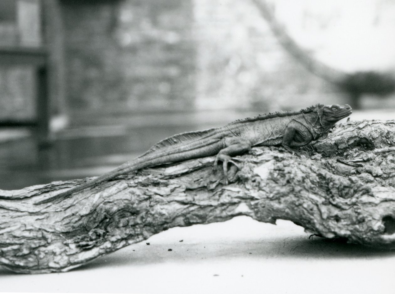 Un lucertolone a vela vulnerabile riposa su un tronco allo Zoo di Londra nel 1928 da Frederick William Bond