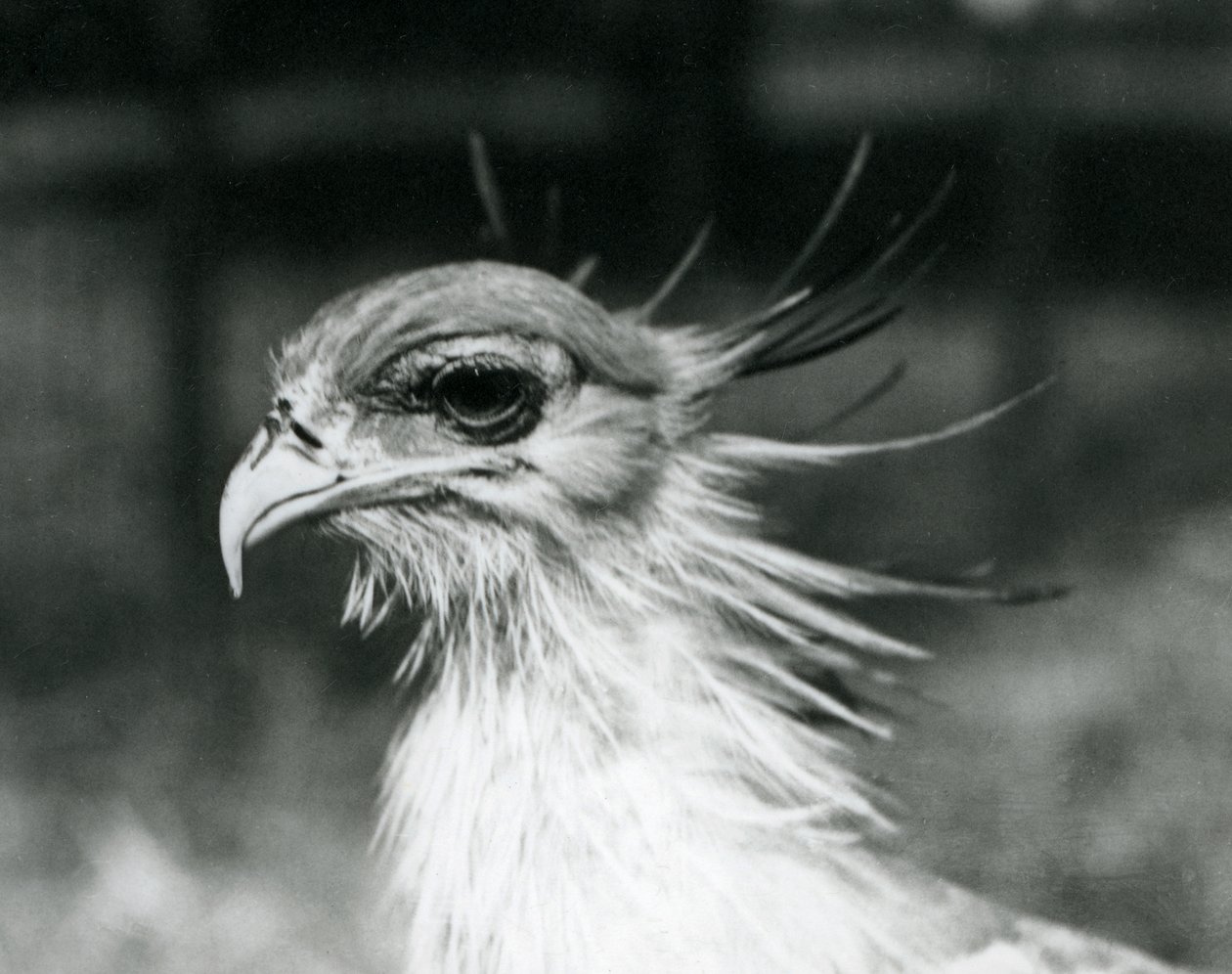 Un vulnerabile Uccello Segretario allo Zoo di Londra nel 1928 da Frederick William Bond