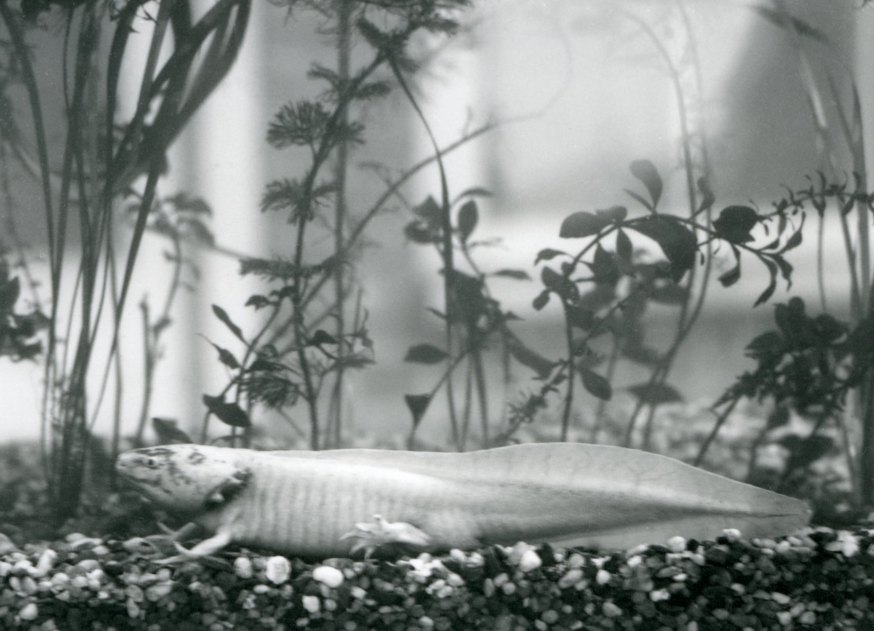 Un Axolotl bianco/Salamandra Messicana che riposa sulla ghiaia sul fondo di un serbatoio al London Zoo nel 1928 da Frederick William Bond